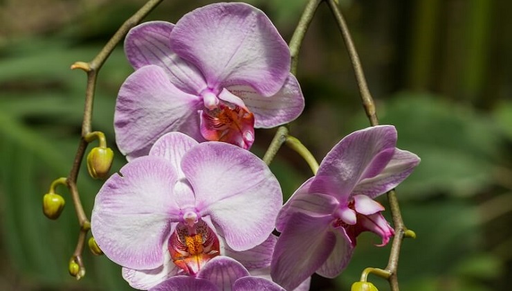 orchidee-phala
